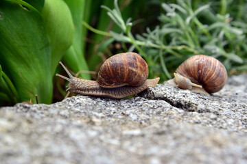 Weinbergschnecke auf Gartenmauer 13