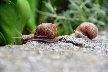 Weinbergschnecke auf Gartenmauer 4