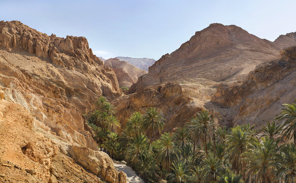 stone desert and palm oasis in Tunisia