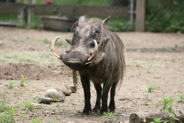 Warthog Profile