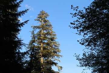 fir tree against blue sky