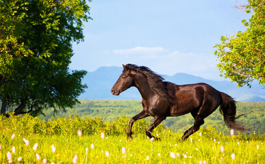 bay horse jumps on a green summer meadow against mountains
