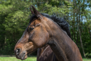 Naklejka premium Horse