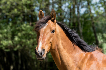 Shagya Arabian