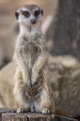 The meerkat or suricate Suricata suricatta is a small carnivoran belonging to the mongoose family