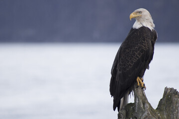 Eagle on Stump