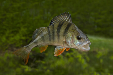 Fishing background with perch fish