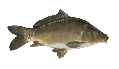 Carp isolated on white. Fish trophy