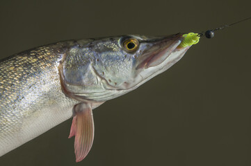 Catched pike fish. Fishing background