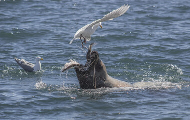 Obraz premium Sea Lion Eating Fish