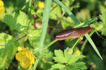 Closeup of a Slug and Buttercup