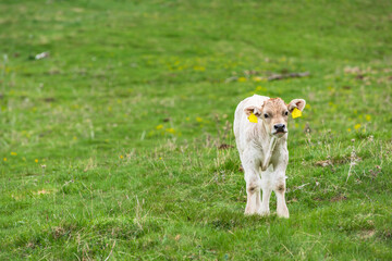 Young cow on green grass