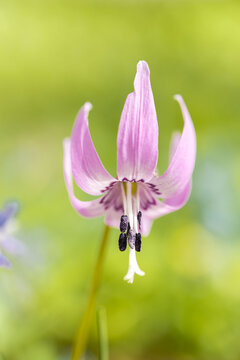 片栗 Photos Royalty Free Images Graphics Vectors Videos Adobe Stock