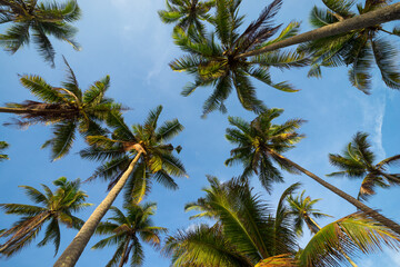 Fototapeta na wymiar Coconut trees in perspective