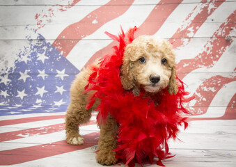 Miniature Goldendoodle on American flag background