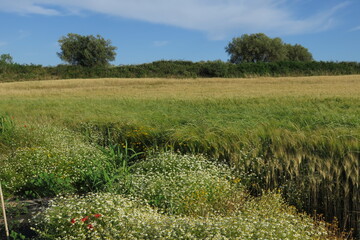 Obraz premium campagna