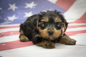  Yorkshire Terrier on American flag background