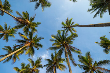 Fototapeta na wymiar Coconut trees in perspective