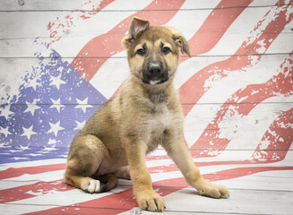 German Shepherd on American flag background