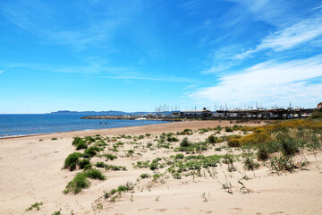 plants growing on the beach - Hyères - France