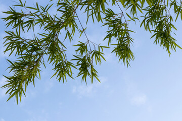 Beautiful green bamboo leaves with sky.