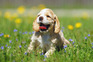 Happy white and red American Cocker Spaniel puppy posing in a green grass with flowers