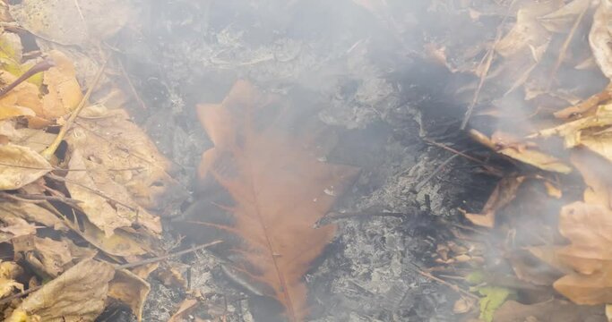 Timelapse video of a burning oak leaf rising from the ashes of a big pile of leaves and twigs in autumn in 4k 4096 pixels, 24fps