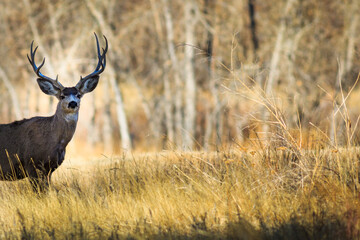 5-pointed buck deer in forested meadow