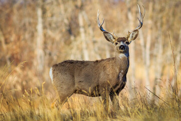 Naklejka na ściany i meble 5-pointed buck deer looking back over its shoulder.