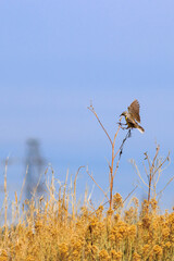 Eastern Meadowlark landing on a Sun Flower