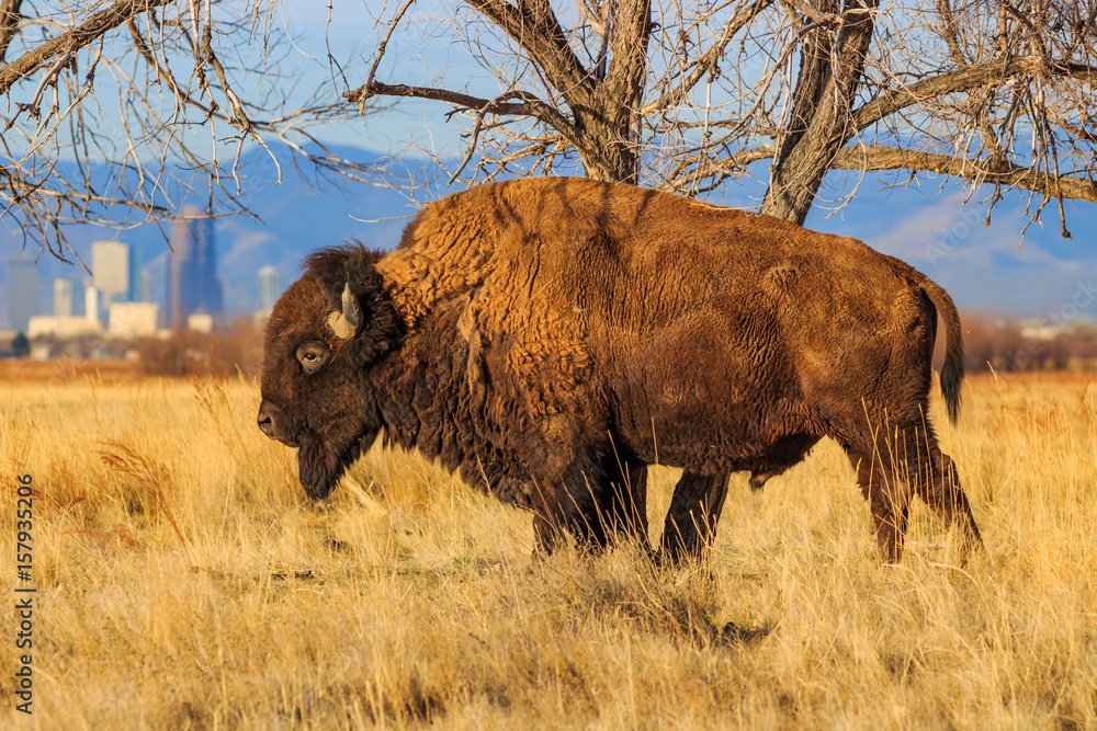 Wall mural bison scratching its side on a tree with the denver skyline in the distance.