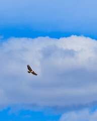 Red tailed hawk soaring against a bank of clouds