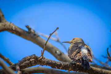 Northern Flicker perched in a tree displaying plumage