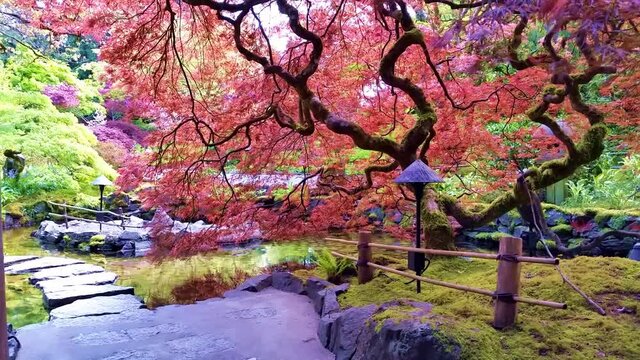 Rippling reflection pond with overhanging Japanese maples during springtime