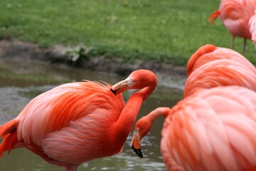 Fototapeta na wymiar Pink American Flamingos