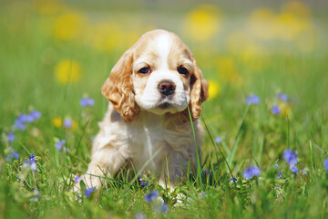 White and red American Cocker Spaniel puppy sitting in a green grass with blue flowers