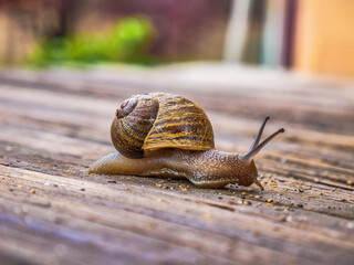 Rainy Day Snail