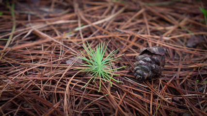 Pine Cones