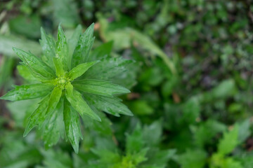 Green leaves
