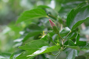 Flower bud in the garden