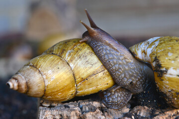 snails
