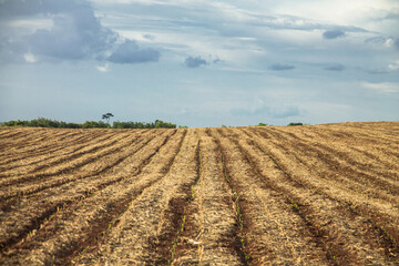 Fototapeta premium Plantação
