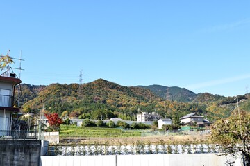 秋の野山