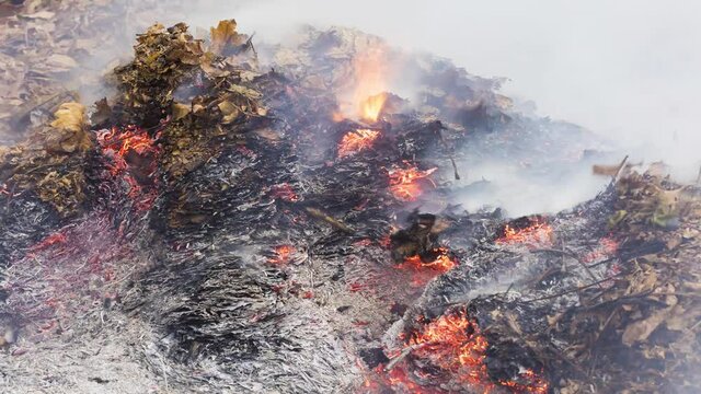 Timelapse video of a burning pile of leaves and twigs burning and coming back from the ashes in autumn in 4k 3840 pixels, 24fps