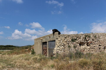 ours du tibet sur une maison Ursus thibetanus