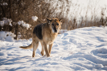 Old German shepherd on the snow