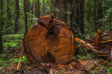 Fototapeta premium The Giant red Cedar trees at Redwoods National Park