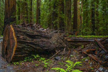 Avenue of the Giants at Redwood National Park