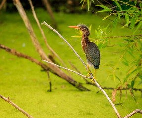 Young Juvinille Green Heron on Branch over green swamp