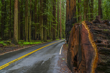 Fototapeta premium The Giant red Cedar trees at Redwoods National Park